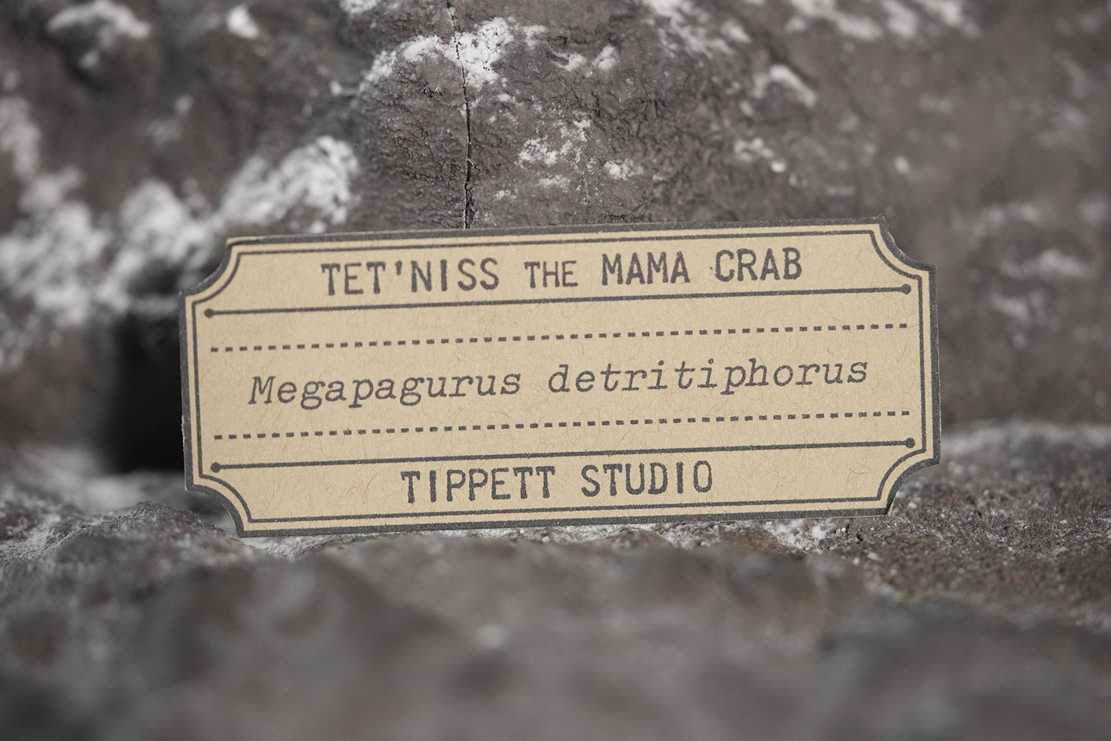 A label for the Mama Crab made by CG modeler and fabricator, John “JD” Daniel, which gives the creature its own scientific name.